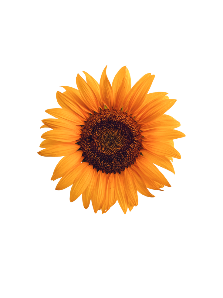 Logo Fleur